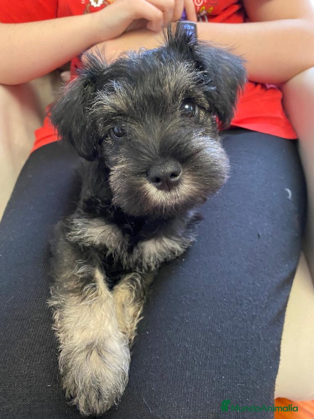 Schnauzer Miniatura perros en venta: Cachorros de Schnauzer miniatura sal y pimienta  - Anuncio 3