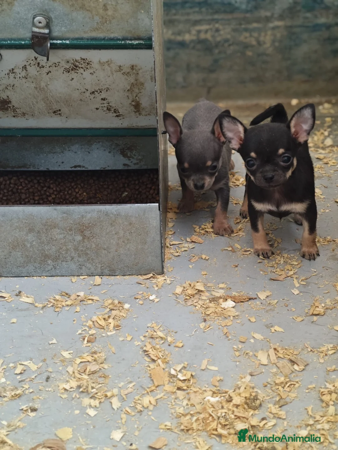 Chihuahua perros en venta: Cachorros Chihuahua - Anuncio 2