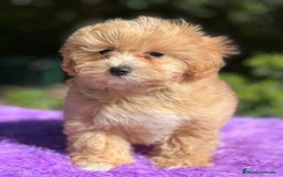 Maltipoo perros en venta: MALTIPOO DISPONIBLES - Imagen 4