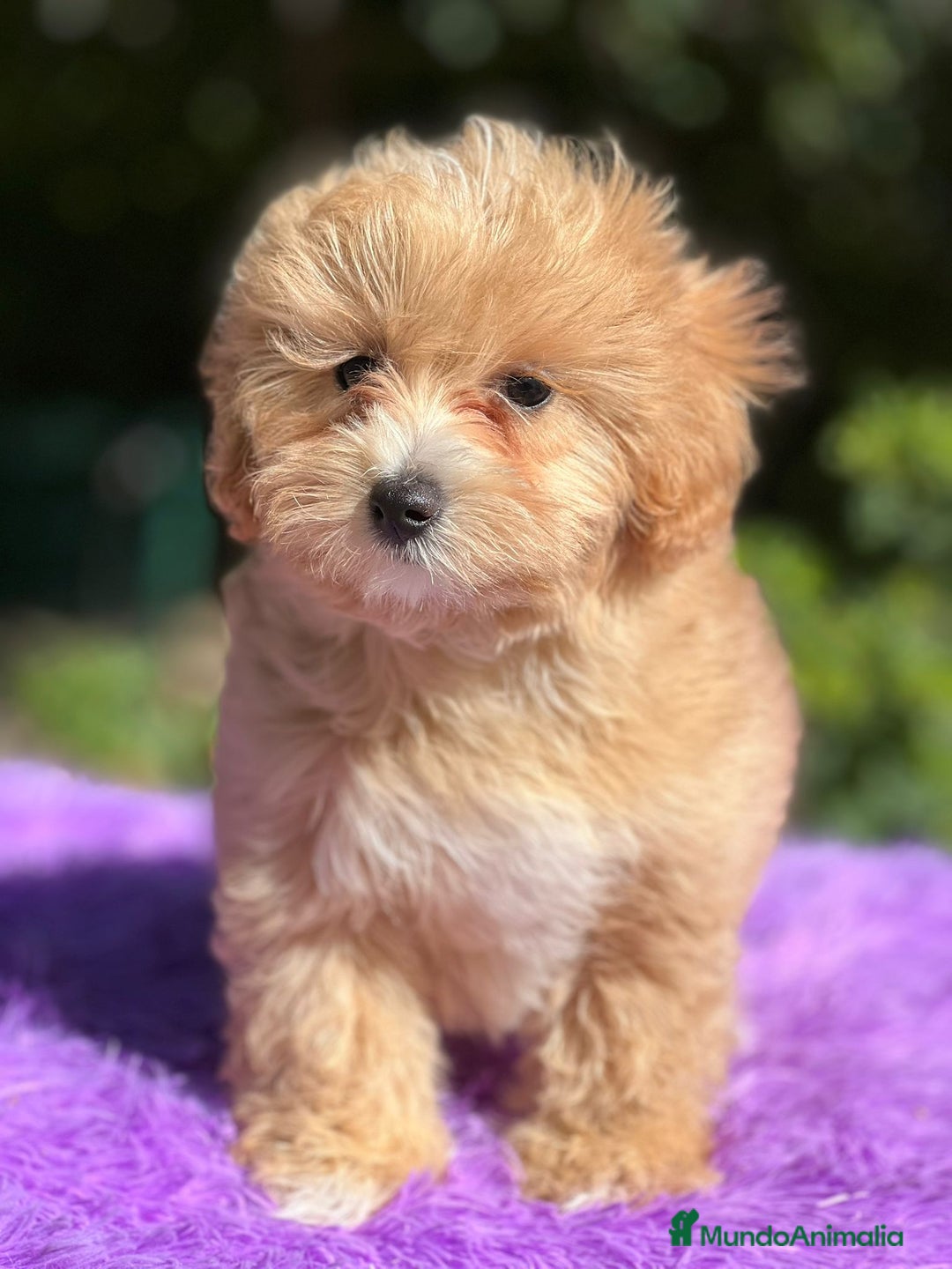 Maltipoo perros en venta: MALTIPOO DISPONIBLES - Imagen 4