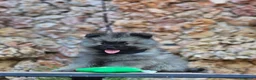 Otras razas perros en venta: Bebés WOLFSPITZ / Keeshond!!  - Anuncio 1
