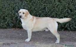 Labrador Retriever perros en venta: LABRADOR amarillo cachorros - Imagen 8