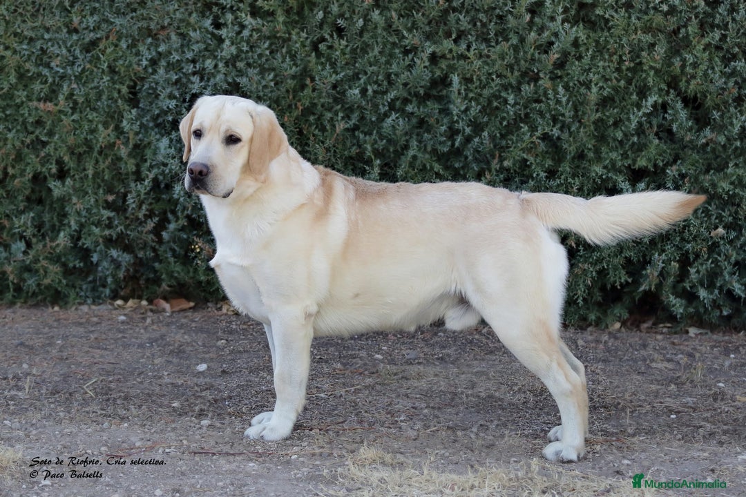 Labrador Retriever perros en venta: LABRADOR amarillo cachorros - Imagen 8
