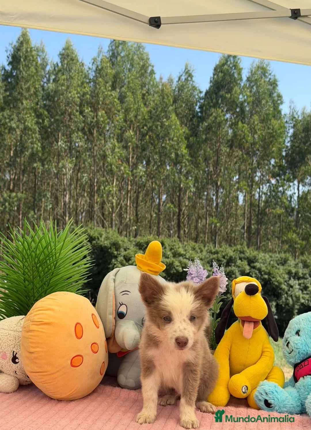 Border Collie perros en venta: Exclusivos border collie rojo australiano y lilac - Anuncio 2