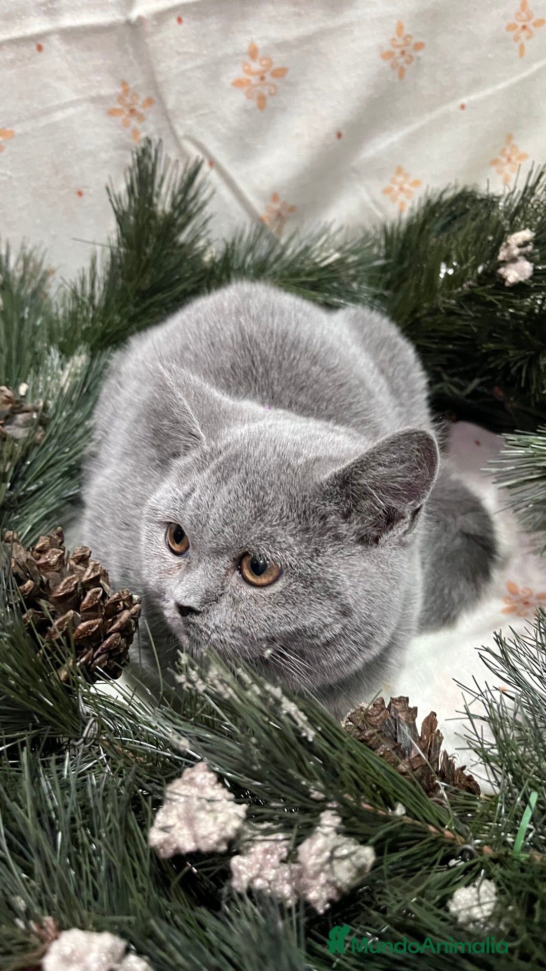 Británico de Pelo Corto gatos en venta: British Shorthair - camada disponible (4 meses) - Anuncio 2