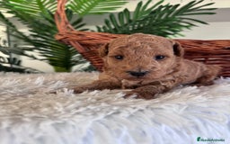 Caniche Toy perros en venta: CANICHE TOY - Imagen 5