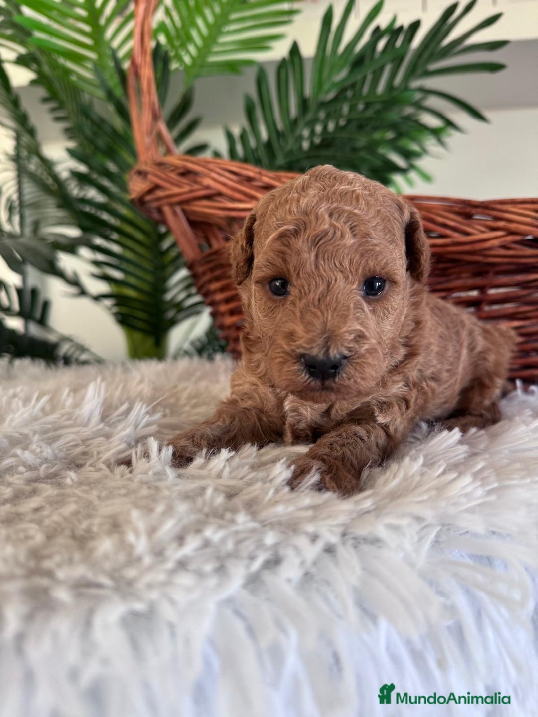 Caniche Toy perros en venta: CANICHE TOY - Imagen 5