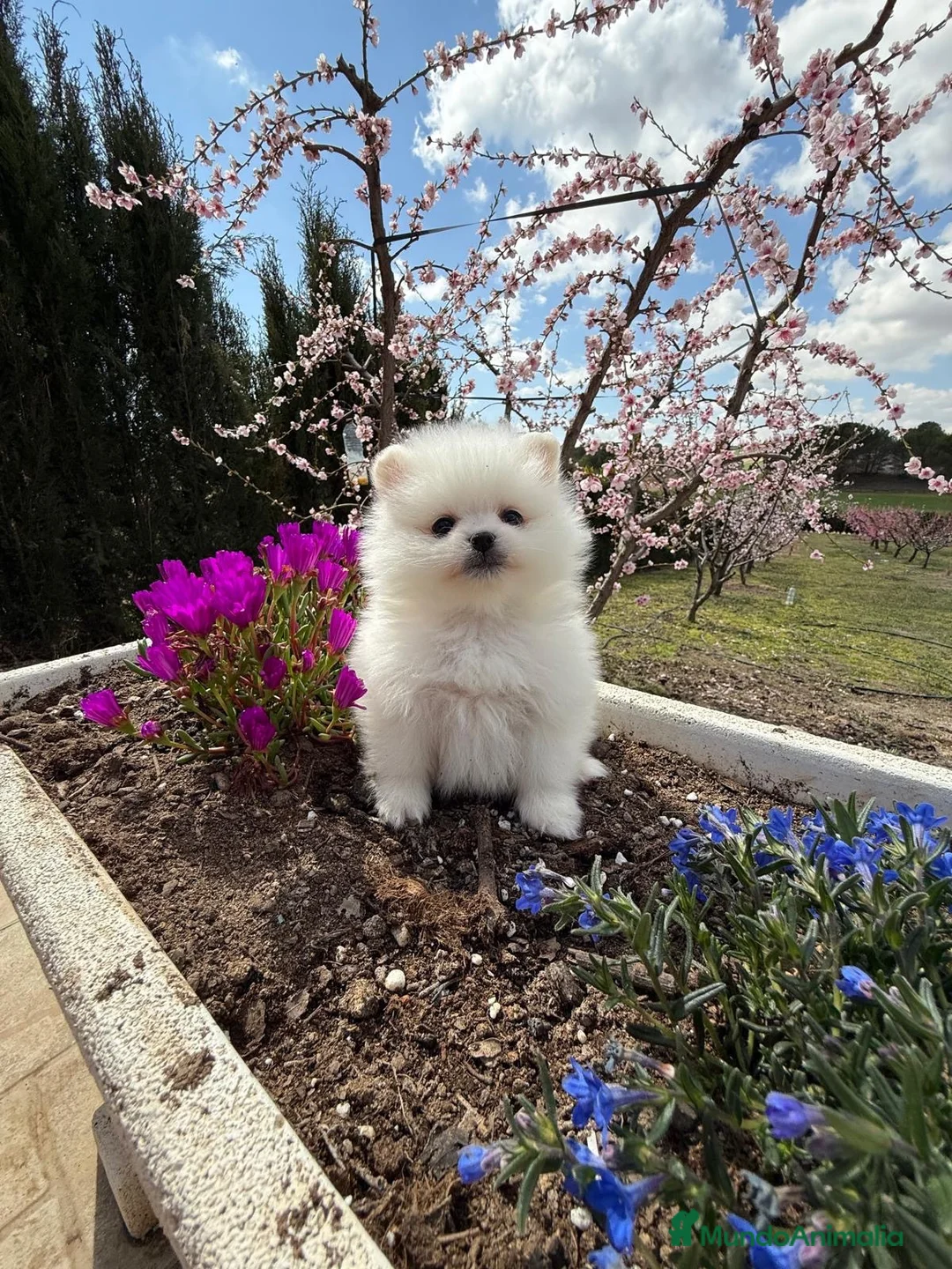 Pomerania perros en venta: Pomerania toy macho disponible !!! - Anuncio 10