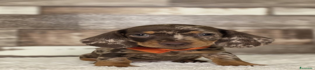 Teckel Miniatura Cachorro 2