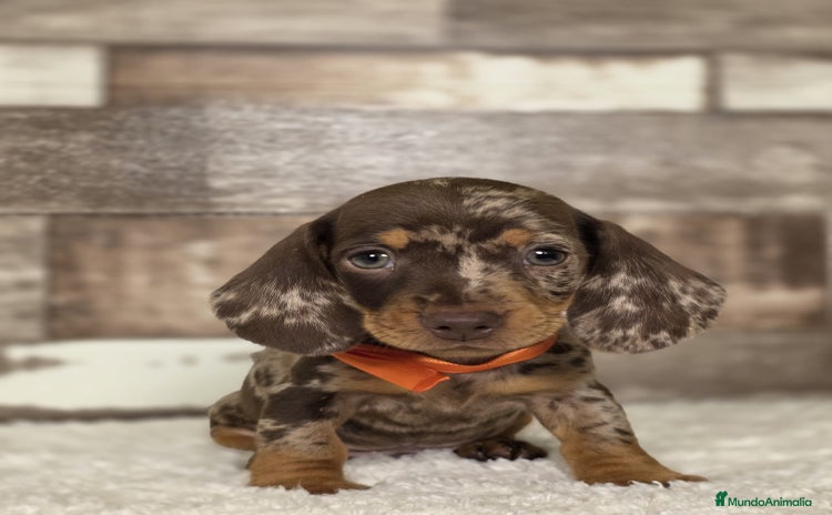 Teckel Miniatura perros - Anuncio 1