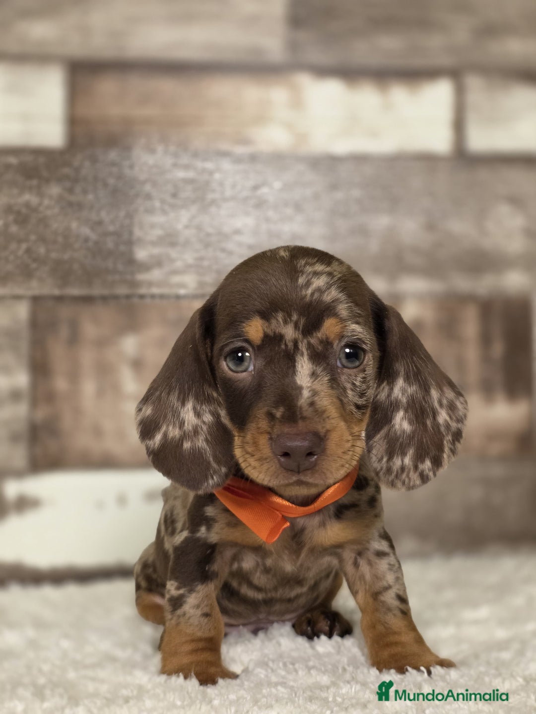 Teckel Miniatura perros en venta: TECKEL MINIATURA Y KANINCHEN - Imagen 1