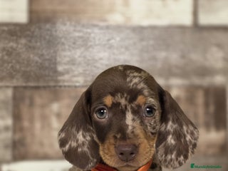 Teckel Miniatura perros - Anuncio 1