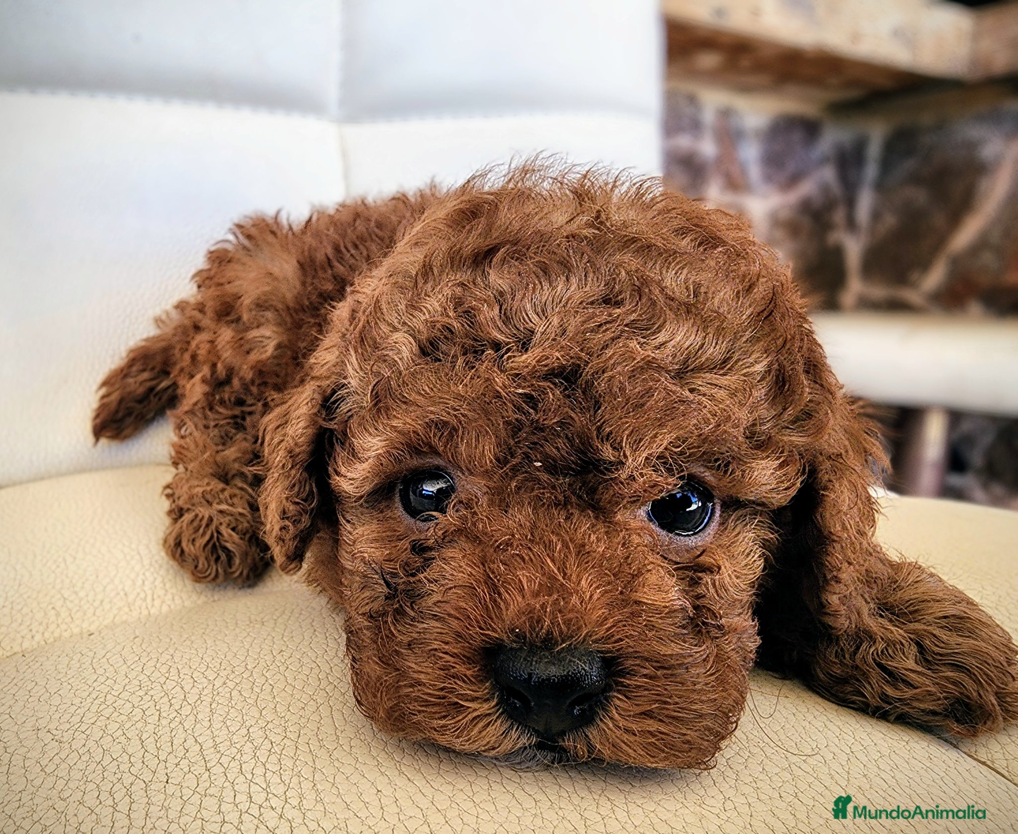 Caniche Toy perros Caniche toy precio real - Anuncio 1