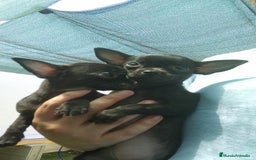 Chihuahua perros en venta: Chihuahua  - Imagen 1