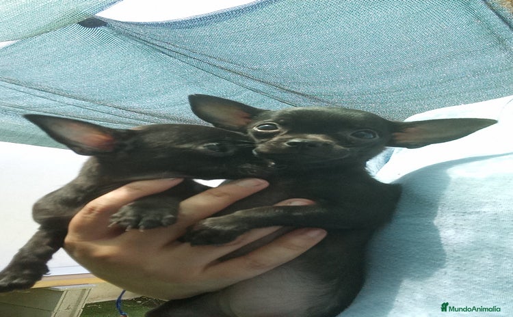 Chihuahua perros - Propaganda 1