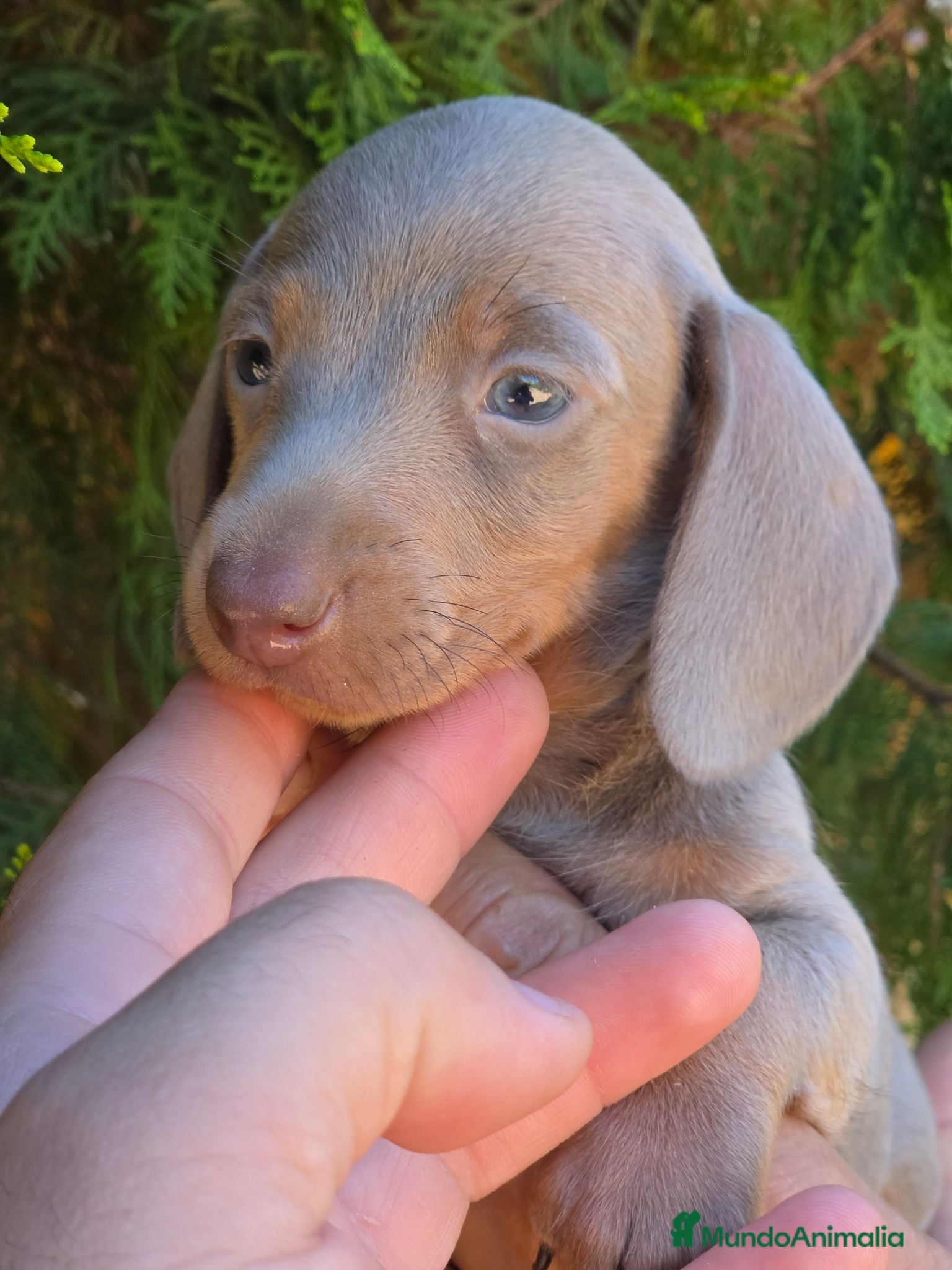 Teckel Miniatura perros Teckel isabella  - Anuncio 1