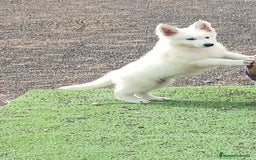 Pastor Blanco Suizo perros en venta: Cachorros Pastor Suizo - Anuncio 2