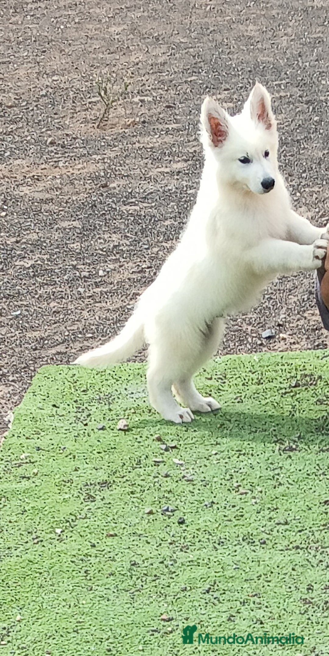 Pastor Blanco Suizo perros en venta: Cachorros Pastor Suizo - Anuncio 2