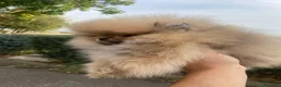Pomerania perros en venta: Lulu de Pomerania  - Anuncio 4