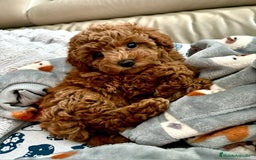 Caniche Toy perros en venta: Recién nacidos Caniche Toy rojos - Imagen 1