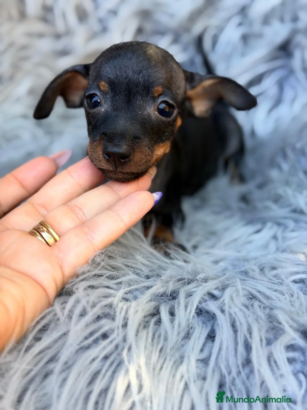 Pinscher Miniatura perros en venta: macho pinscher miniatura💙🐾 - Anuncio 1