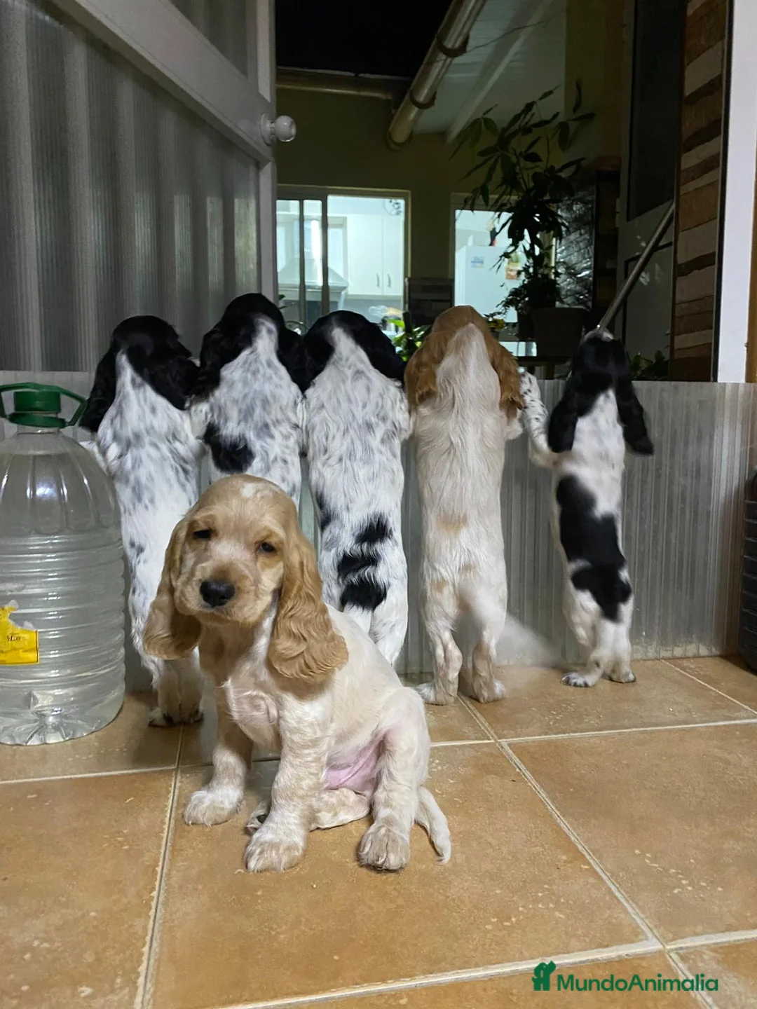 Cocker Spaniel Inglés perros en venta: Cachorros cocker inglés  - Anuncio 1