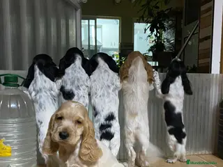 Cocker Spaniel Inglés perros Cachorros cocker inglés - Anuncio 1