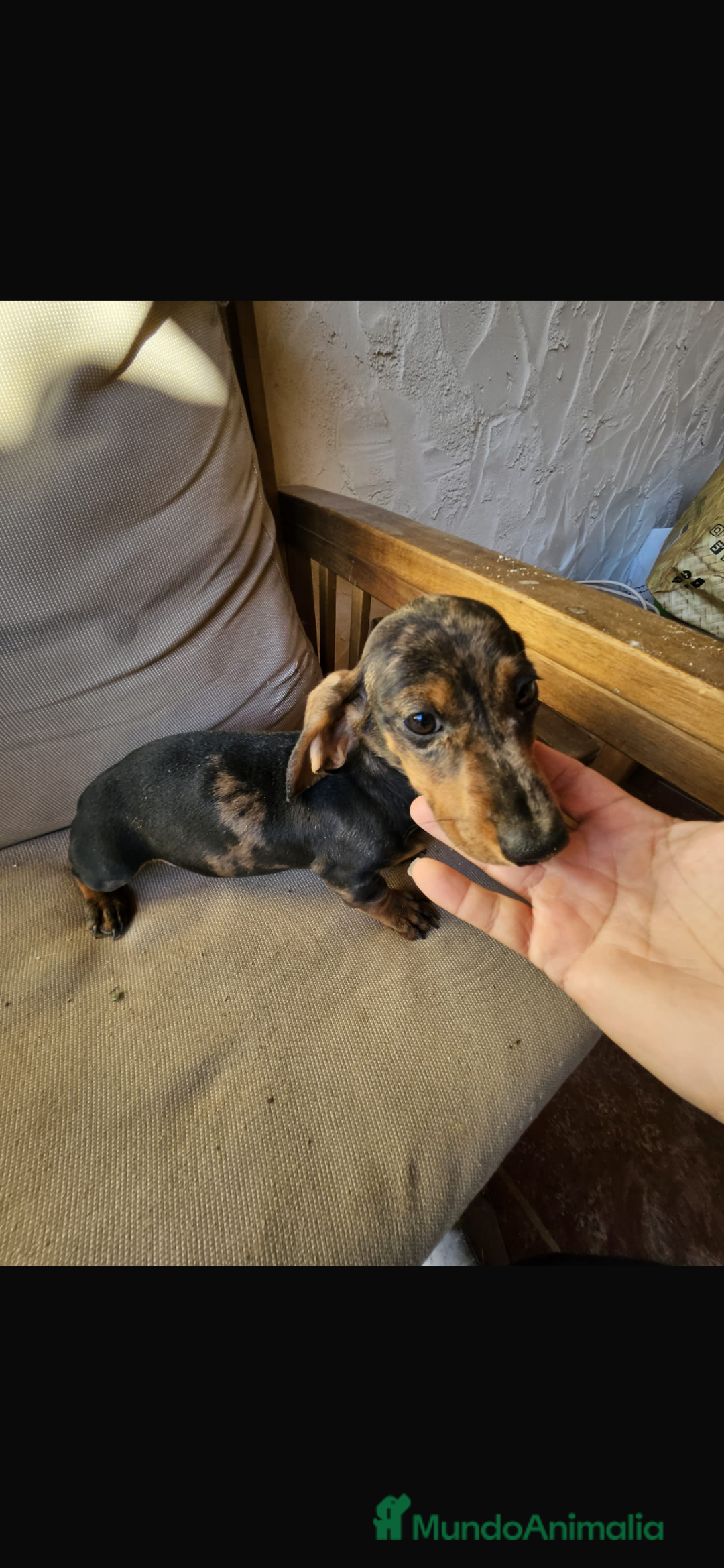 Teckel Miniatura perros en venta: Teckel arlequín plata - Anuncio 1