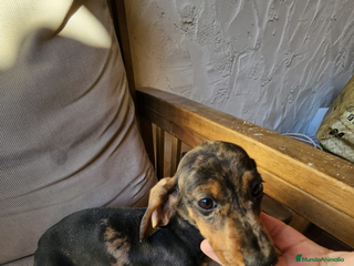 Teckel Miniatura perros Teckel arlequín plata - Anuncio 1