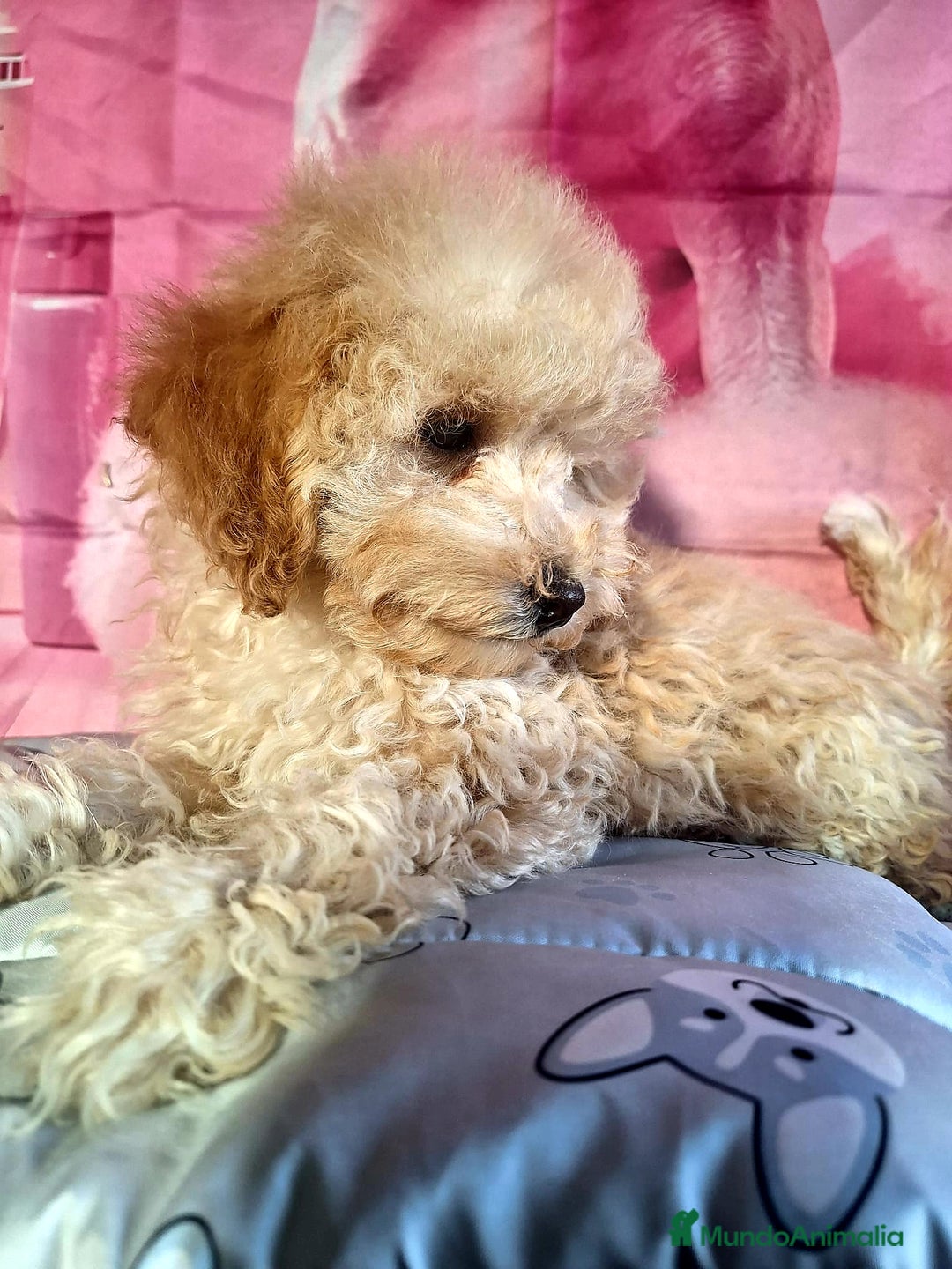 Caniche Enano perros en venta: Cachorro de Caniche enano  - Anuncio 1