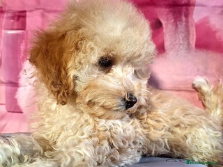 Caniche Enano perros Cachorro de Caniche enano - Anuncio 1