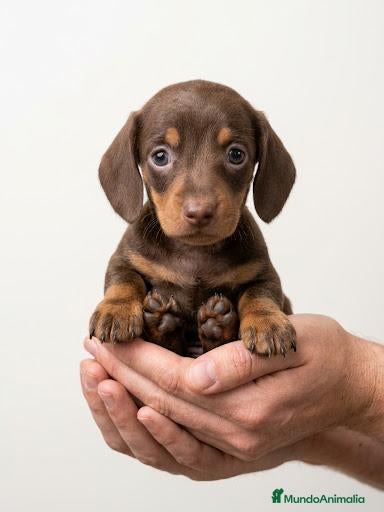 Teckel perros en venta: Teckel - Anuncio 1