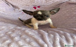 Chihuahua perros en venta: Chihuahua micro toy ruso - Imagen 13