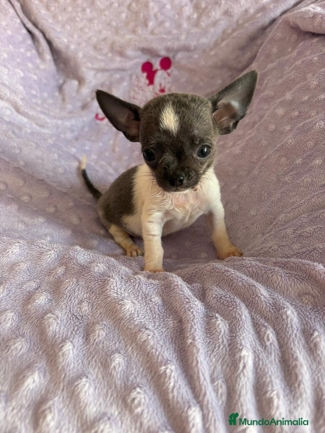Chihuahua perros en venta: Chihuahua micro toy ruso - Imagen 13