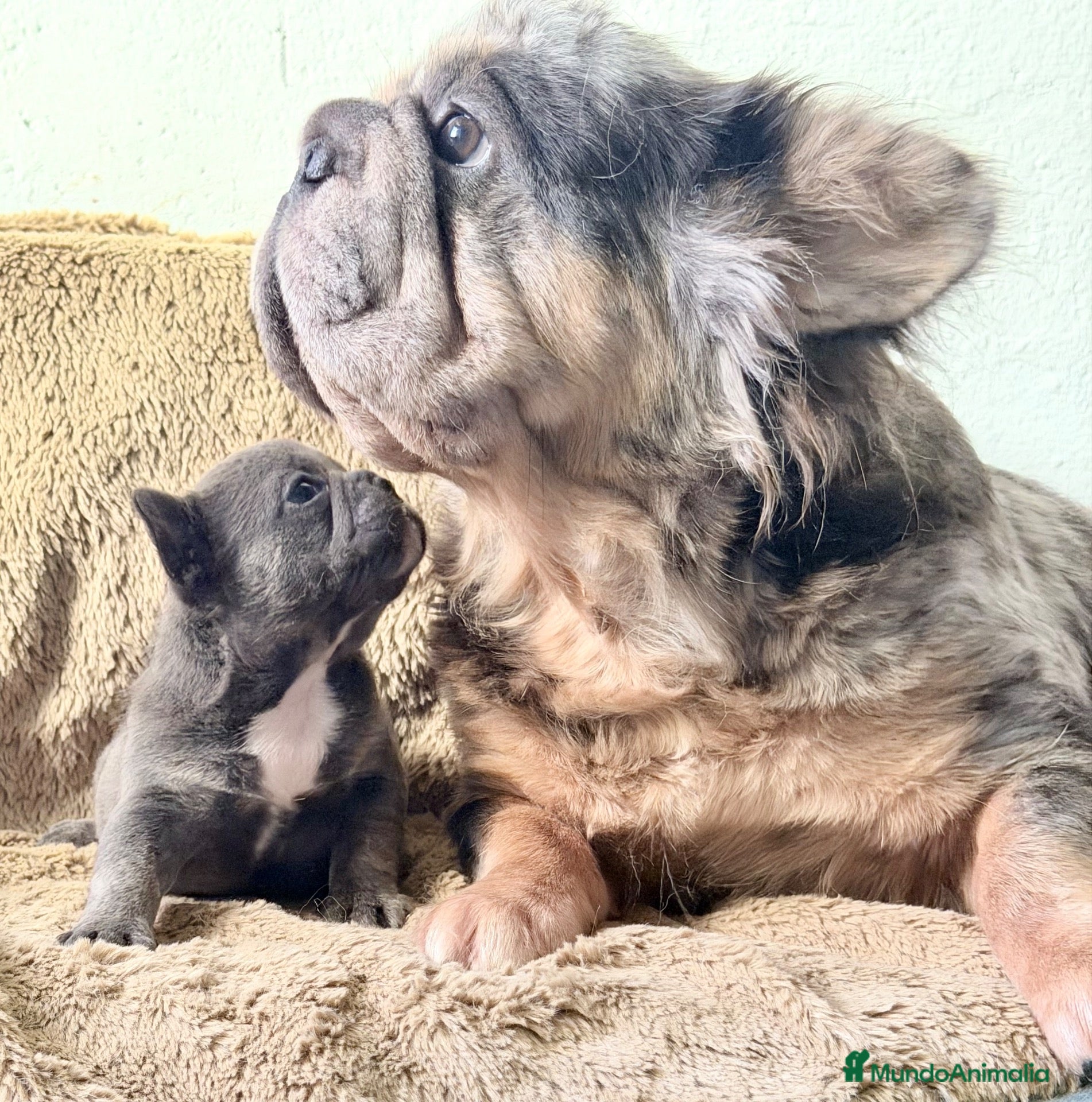 Bulldog Francés perros PRECIOSA HEMBRA DE BULLDOG FRANCÉS  EXÓTICA  - Anuncio 1