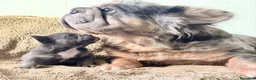 Bulldog Francés perros en venta: PRECIOSA HEMBRA DE BULLDOG FRANCÉS  EXÓTICA  - Anuncio 1