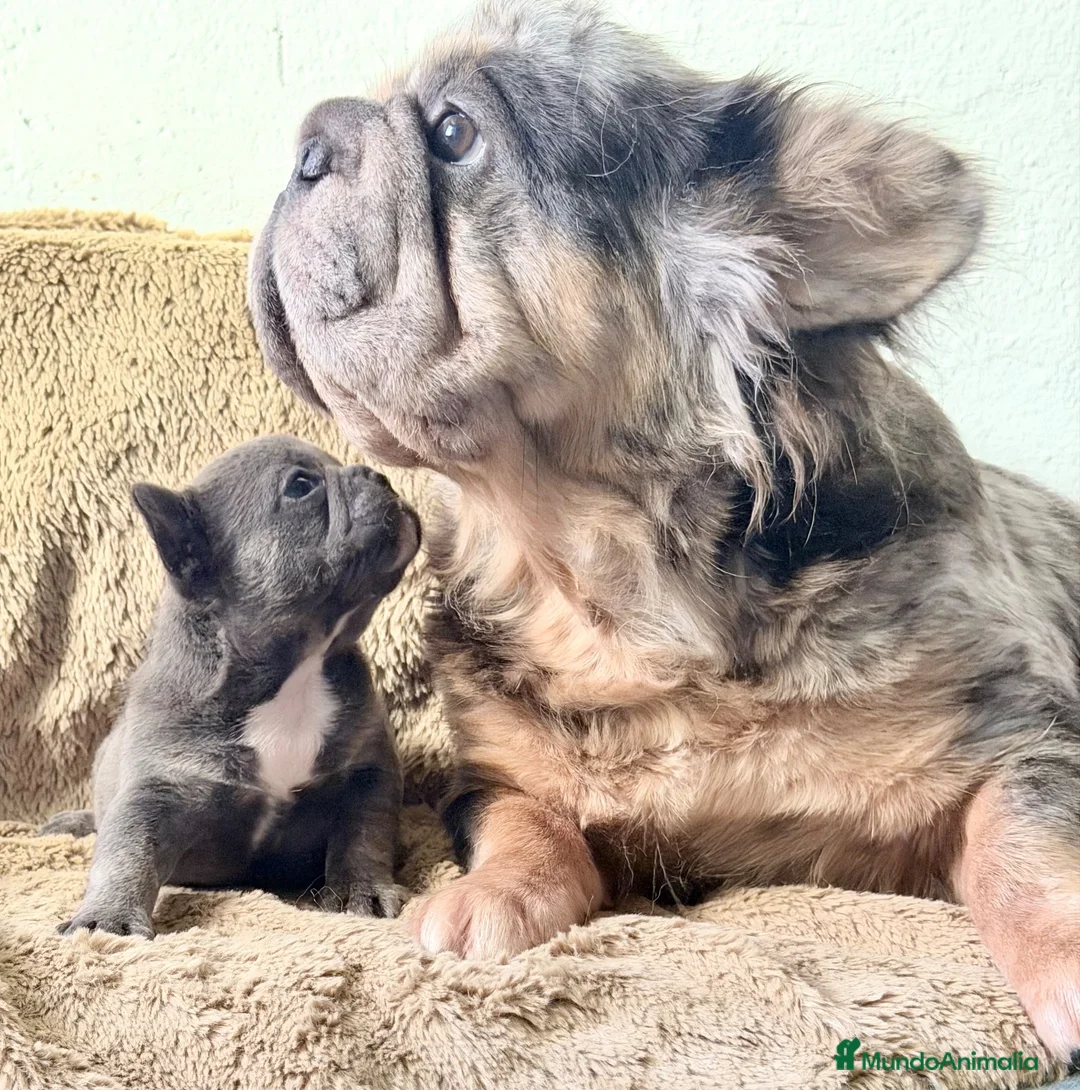 Bulldog Francés perros en venta: PRECIOSA HEMBRA DE BULLDOG FRANCÉS  EXÓTICA  - Anuncio 1