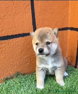 Shiba Inu perros PRECIOSA  CAMADA SHIBA INU - Anuncio 32
