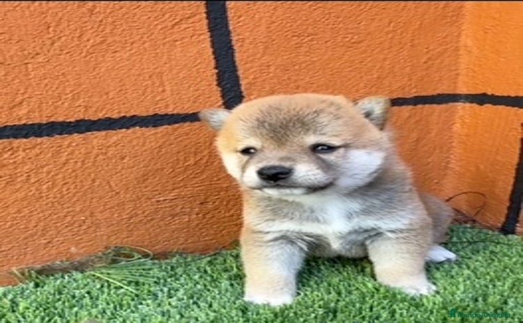 Shiba Inu perros - Propaganda 2