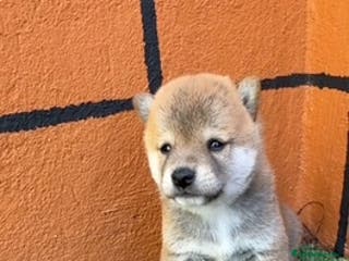 Shiba Inu perros PRECIOSA CAMADA SHIBA INU - Anuncio 35