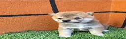 Shiba Inu perros en venta: PRECIOSA  CAMADA SHIBA INU - Anuncio 1