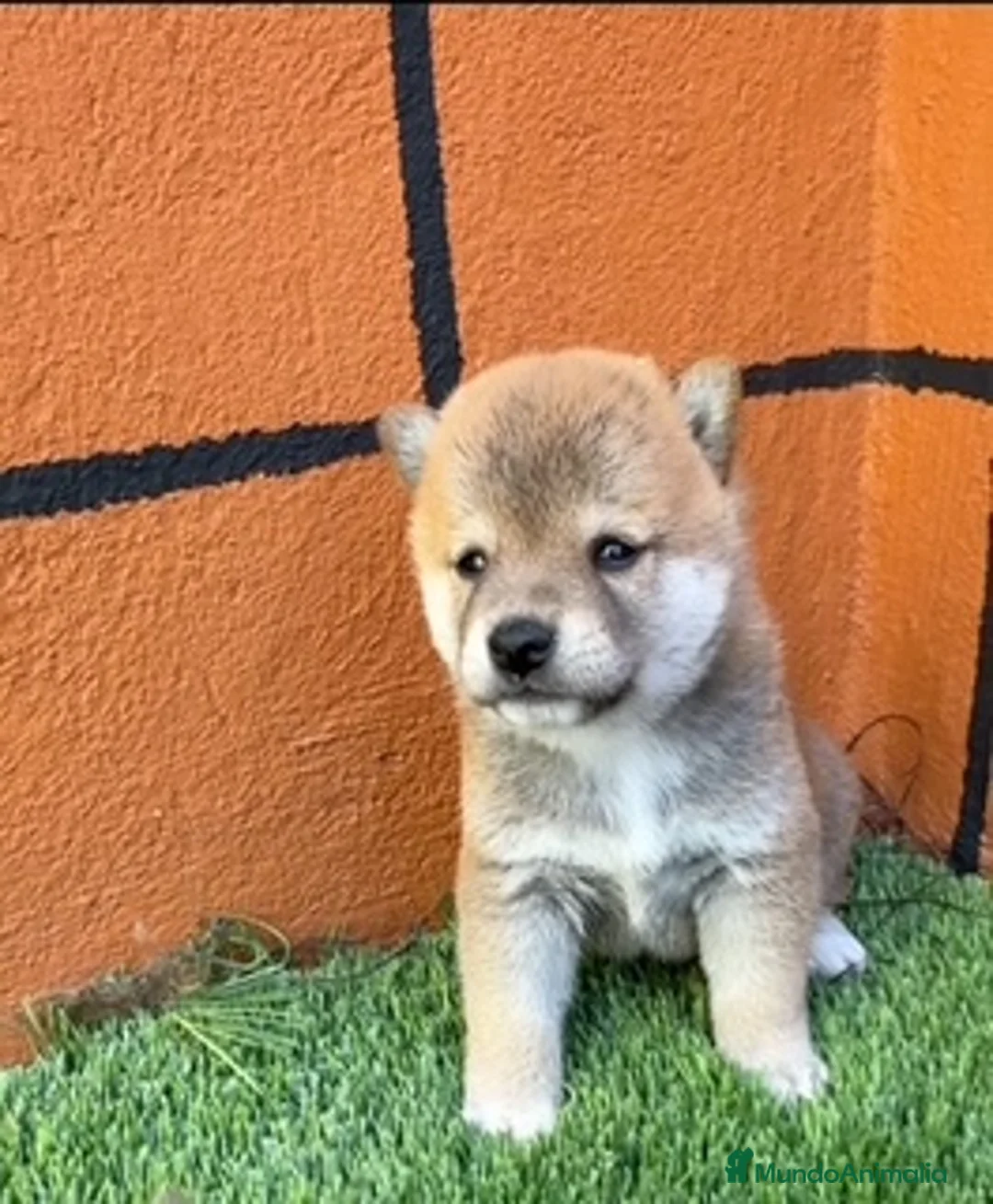 Shiba Inu perros en venta: PRECIOSA  CAMADA SHIBA INU - Anuncio 1