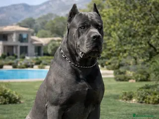 Cane Corso perros Cane Corso macho color gris disponible para monta - Anuncio 1