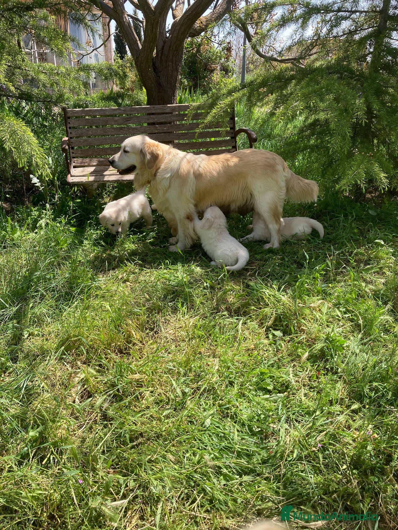 Golden Retriever perros Bebés de Golden retriever - Anuncio 1