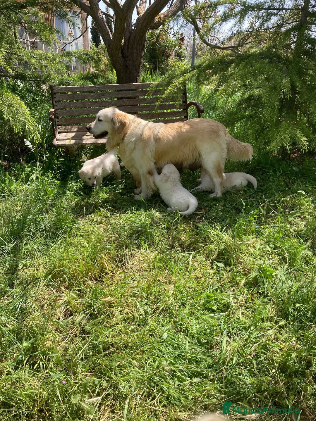 Golden Retriever perros en venta: Bebés de Golden retriever - Anuncio 1