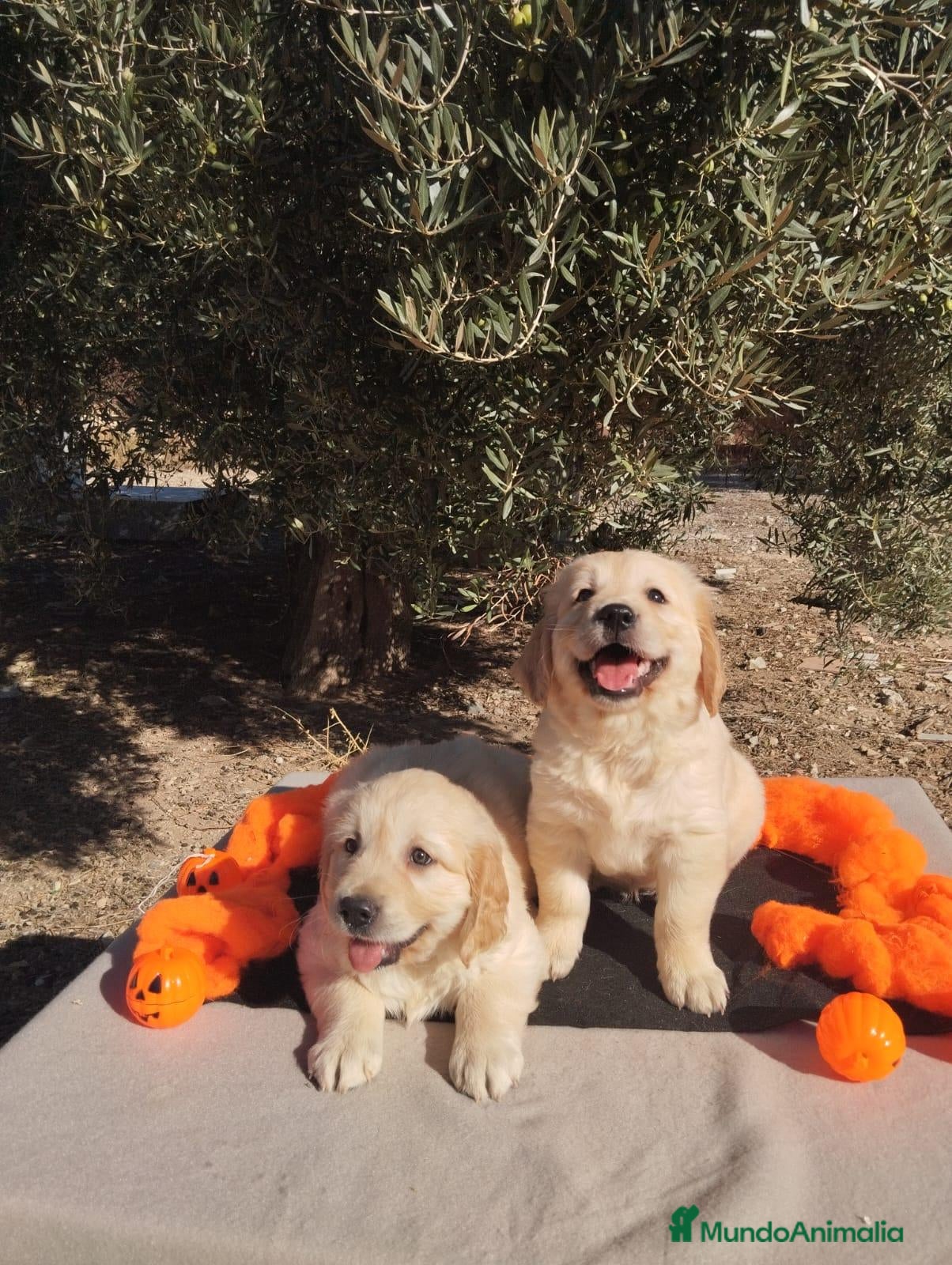 Golden Retriever perros Golden Retriever - Anuncio 1