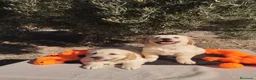 Golden Retriever perros en venta: Golden Retriever - Anuncio 8