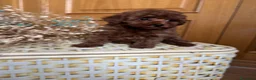 Caniche Toy perros en venta: Caniche Toy excelentes ejemplares!!! - Anuncio 4