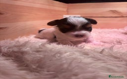 Biewer Yorkshire Terrier a la Pom Pon perros en venta: Biewer - Imagen 2