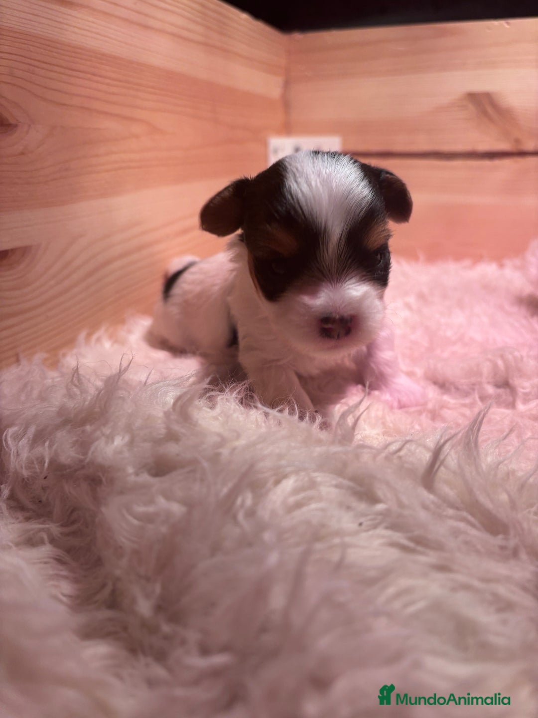 Biewer Yorkshire Terrier a la Pom Pon perros en venta: Biewer - Imagen 2